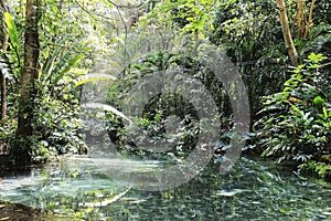 Jamaica Konoko falls park green river and green tropical jungle