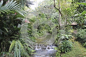 Jamaica Konoko falls park with moss fern and trees, waterfall