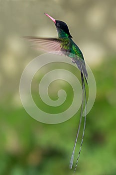 Jamaica`s National Bird - Doctor Bird Hummingbird