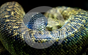 Jamaican boa, also known as yellow snake, looks towards the camera. The snake skin is covered in scales.