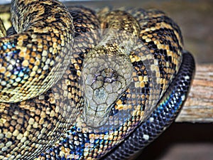 Jamaican boa, Epicrates subflavus, is threatened with extinction