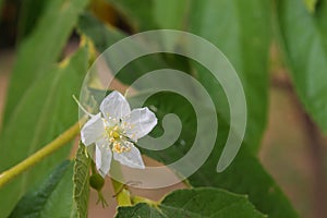 Jamaican cherry flower