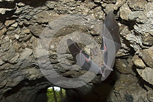 Giamaicano volare grotta 
