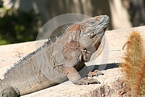 Jamaican iguana (Cyclura collei)