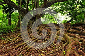 Jamaican Mahogany Tree photo