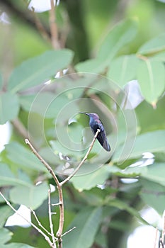 Jamaican Mangos or Black Mango Hummingbirds in Jamaica