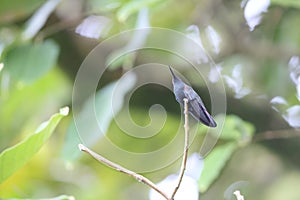 Jamaican Mangos or Black Mango Hummingbirds in Jamaica