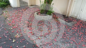 Jamalac fruits fallen down on the ground
