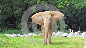 Jamba the elephant