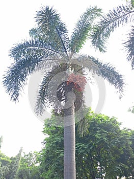 a jambe tree that is bearing brown fruit, which is similar to a coconut tree with a white sky background photo