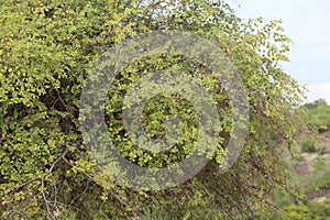 jamblang fruit from indonesian banda aceh