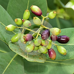 Jambolan fruit tree