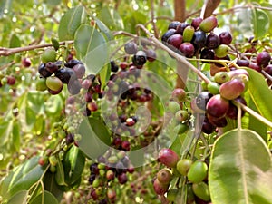 JAMBOLAN PLUM, Jamun Fruit, Syzygium cumini, Black Plum, Java Plum, Black Berry Fruit Garden