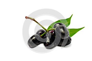 Jambolan plum or Java plum isolated on white background