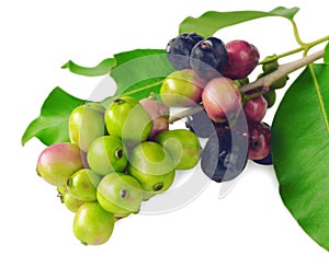 Jambolan plum or Java plum