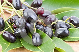 Jambolan plum or Java plum 'Syzygium cumini (L) Skeels.'