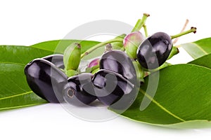 Jambolan plum or Java plum on white background