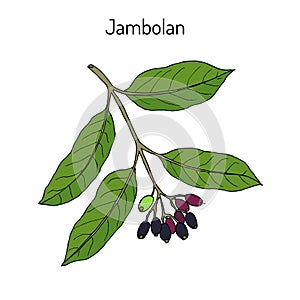 Jambolan Syzygium cumini , or Java plum, medicinal plant