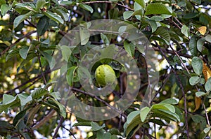Jambu biji, fresh guava fruit (Psidium guajava) hanging on the tree, shallow focus