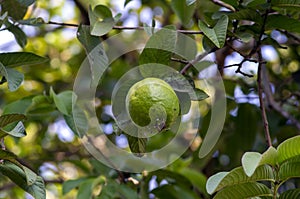 Jambu biji, fresh guava fruit (Psidium guajava) hanging on the tree, shallow focus
