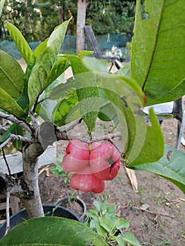 Jambu made by attaching a branch to a tree.