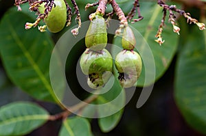 Jambu mete, the cashew seeds and the cashew apple accessory young fruits Anacardium occidentale L. with ants photo