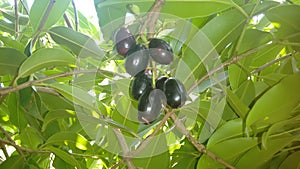 Jambul fruit