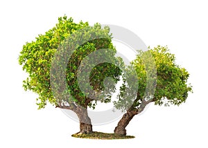 Jambul (Syzygium cumini)