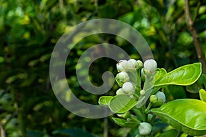 Jambura or Pomelo, Citrus grandis, flowers are bright white, with 5 petals