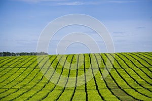 James Finlay Kericho County Great Rift Valley Kenya