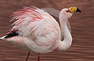 James Flamingo at Laguna Colorada Bolivia