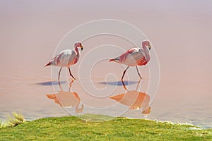 James Flamingo, Laguna Colorada, Uyuni, Bolivia