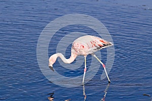 James` Flamingo Phoenicoparrus jamesi photo