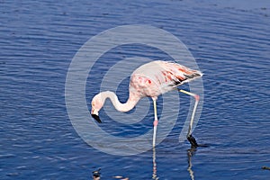 James` Flamingo Phoenicoparrus jamesi photo