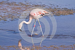 James` Flamingo Phoenicoparrus jamesi photo