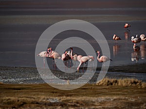 James flamingo phoenicoparrus jamesi in red salt flat lake Laguna Colorada Uyuni potosi Andes mountain Altiplano Bolivia