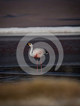 James flamingo phoenicoparrus jamesi in red salt flat lake Laguna Colorada Uyuni potosi Andes mountain Altiplano Bolivia