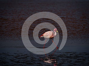 James flamingo phoenicoparrus jamesi in red salt flat lake Laguna Colorada Uyuni potosi Andes mountain Altiplano Bolivia