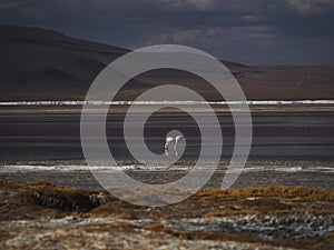 James flamingo phoenicoparrus jamesi in red salt flat lake Laguna Colorada Uyuni potosi Andes mountain Altiplano Bolivia photo