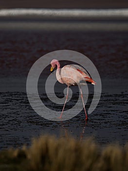 James flamingo phoenicoparrus jamesi in red salt flat lake Laguna Colorada Uyuni potosi Andes mountain Altiplano Bolivia photo