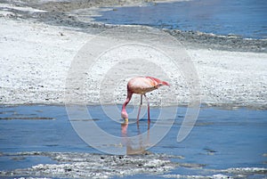 James Flamingo at Surire Salt Flat