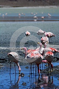 James flamingos close up. Laguna Hedionda. PotosÃ­ department. Bolivia
