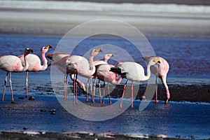 James flamingos at Laguna Colorada. Eduardo Avaroa Andean Fauna National Reserve. Bolivia