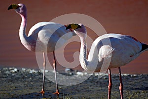 James flamingos at Laguna Colorada. Eduardo Avaroa Andean Fauna National Reserve. Bolivia