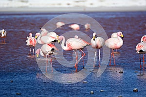 James flamingos at Laguna Colorada. Eduardo Avaroa Andean Fauna National Reserve. Bolivia photo