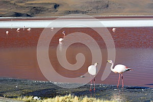 James flamingos at Laguna Colorada. Eduardo Avaroa Andean Fauna National Reserve. Bolivia photo