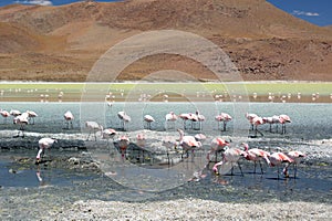 James flamingos at Laguna Hedionda. PotosÃ­ department. Bolivia