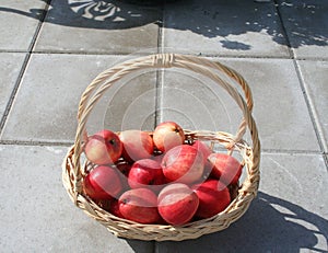 James Grieves apples have been found in Swedish gardens during long time ago