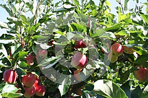 James Grieves apples on tree which will be taken to used for baking or only to eat as snacks