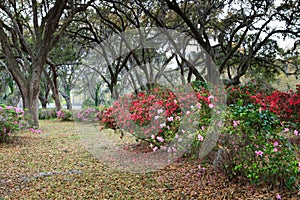 James Island Roadside Azalea SC Live Oak Garden